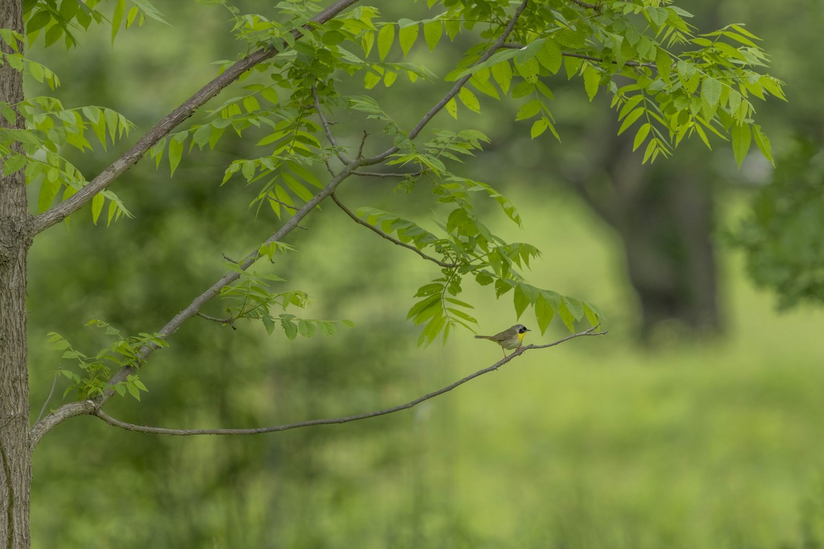 Common Yellowthroat - Liz Pettit