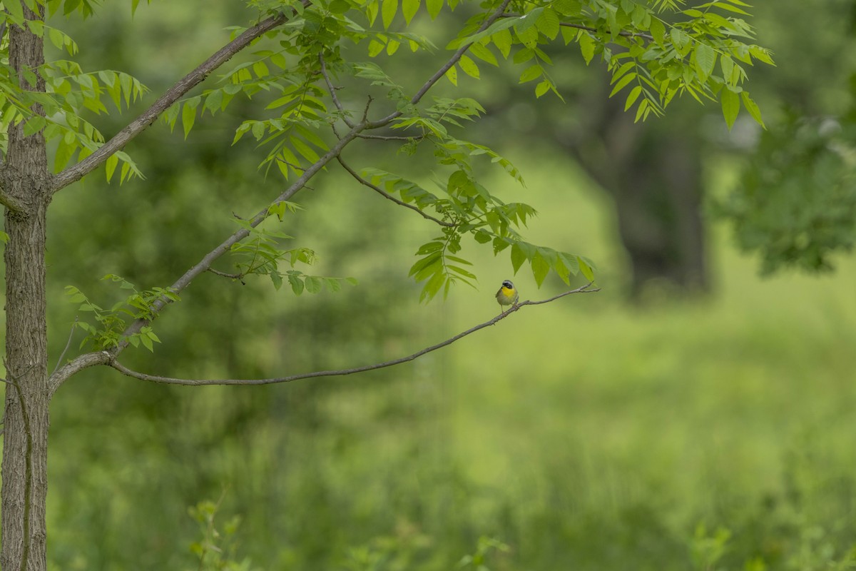 Common Yellowthroat - Liz Pettit