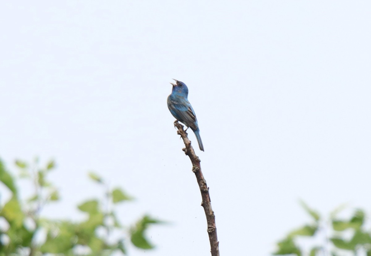 Indigo Bunting - Ruth King