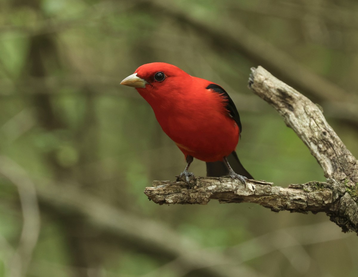 Scarlet Tanager - Grace Simms  🐦‍⬛