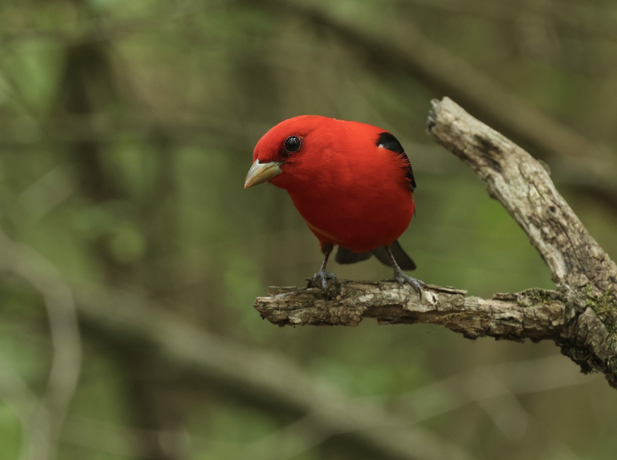 Scarlet Tanager - Grace Simms  🐦‍⬛