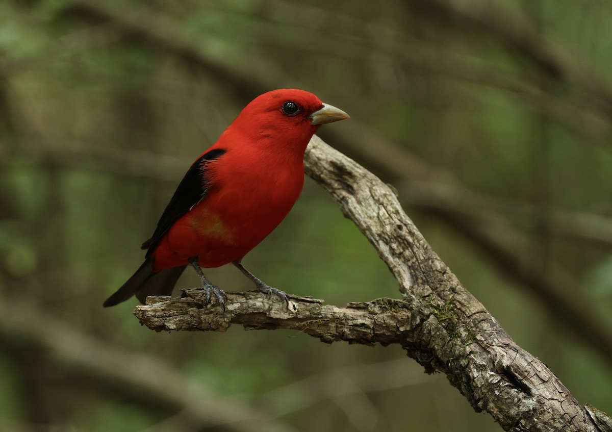 Scarlet Tanager - Grace Simms  🐦‍⬛