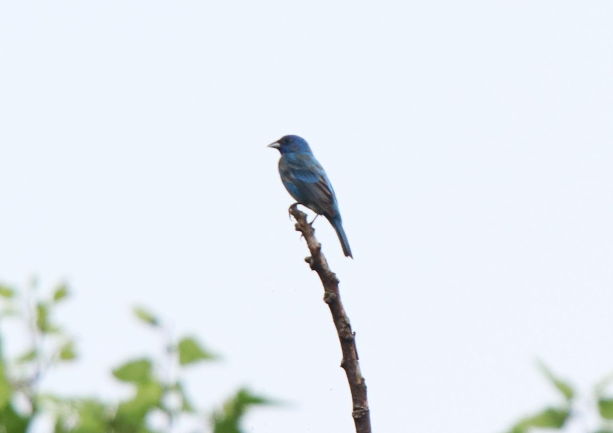 Indigo Bunting - Ruth King