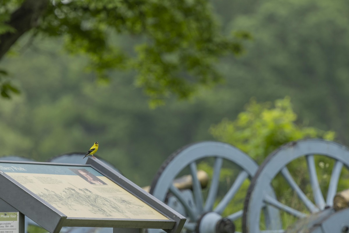 American Goldfinch - Liz Pettit