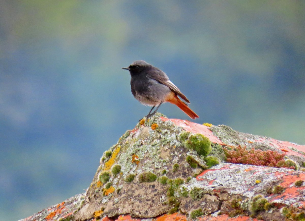 Black Redstart - Francisco Javier Calvo lesmes