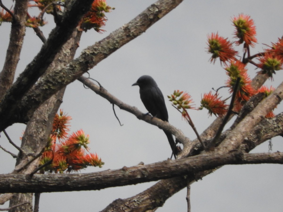 Spangled Drongo - Maureen Blackford