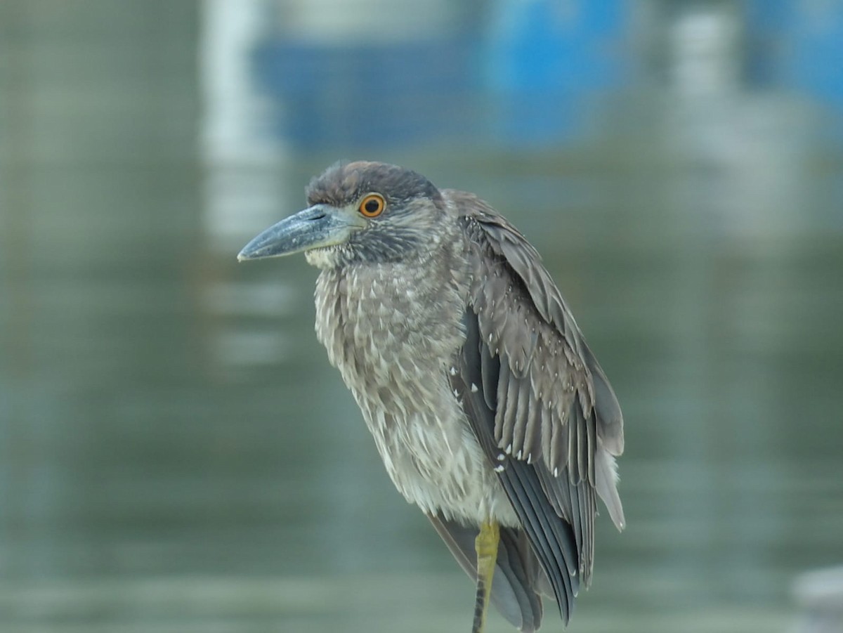 Yellow-crowned Night Heron - Samantha Jean