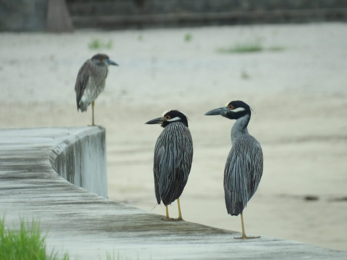 Yellow-crowned Night Heron - Samantha Jean