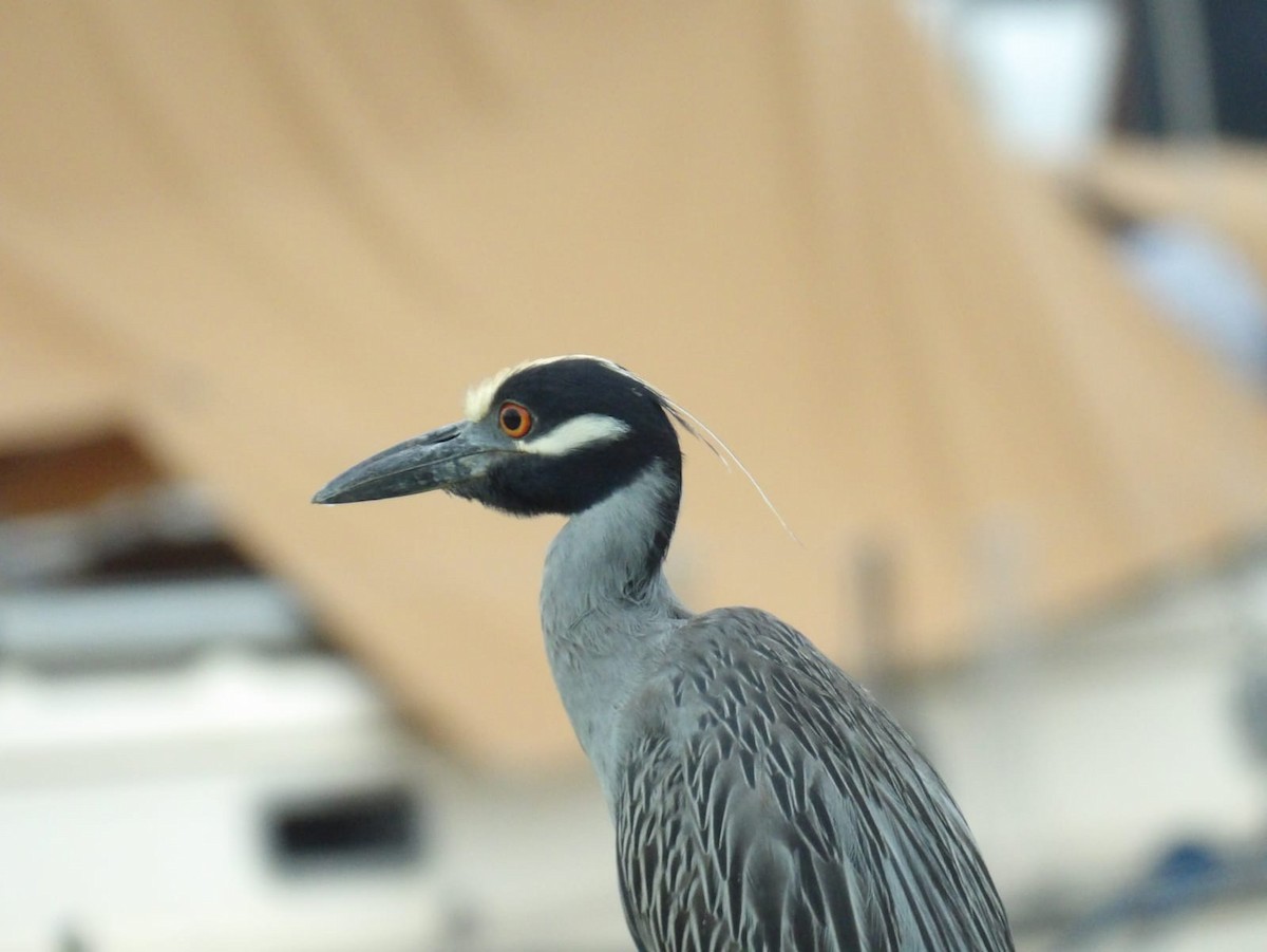 Yellow-crowned Night Heron - Samantha Jean