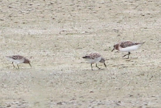 Sanderling - Marion Schiefer