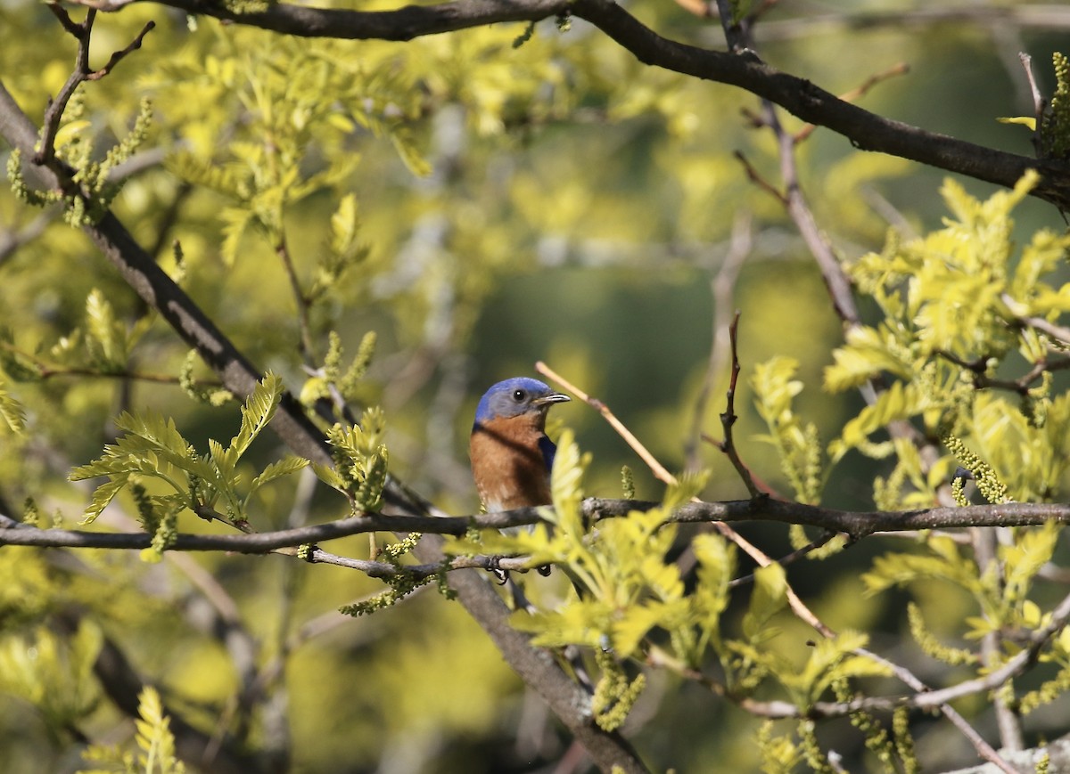 Eastern Bluebird - Mary Backus