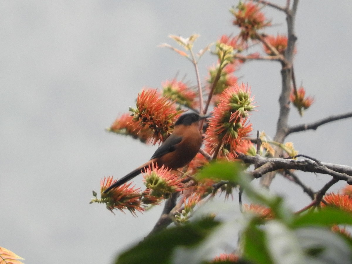 Rufous Sibia - Maureen Blackford