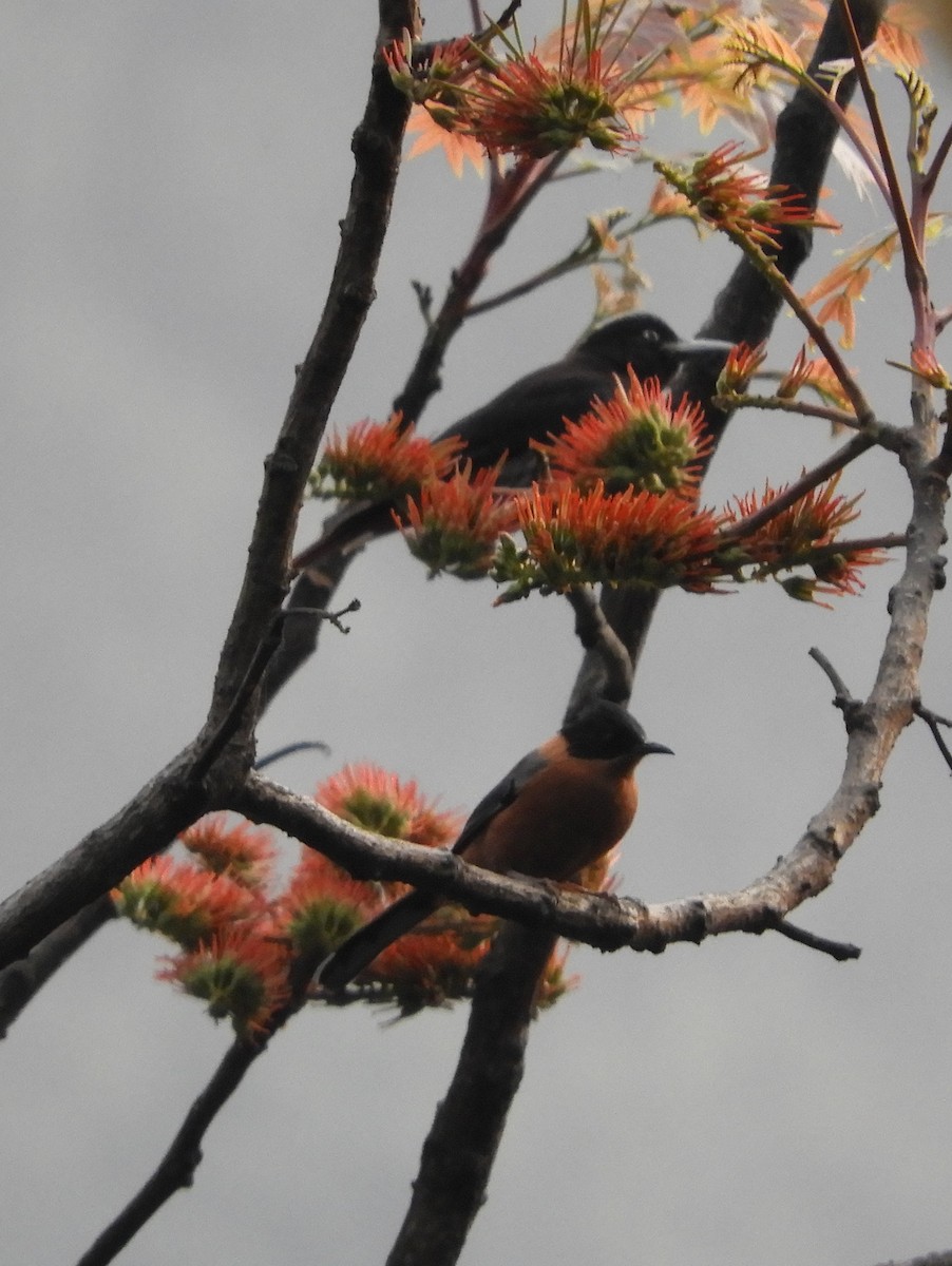 Rufous Sibia - Maureen Blackford