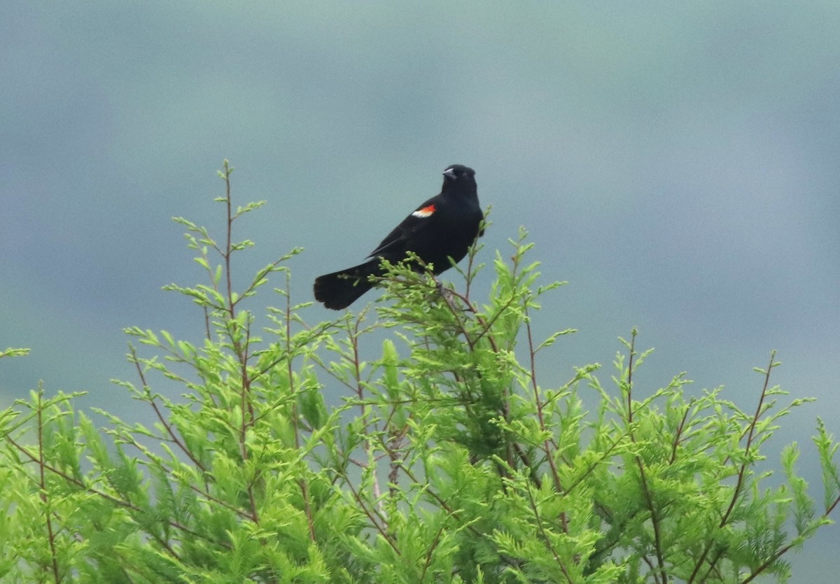 Red-winged Blackbird - Ruth King