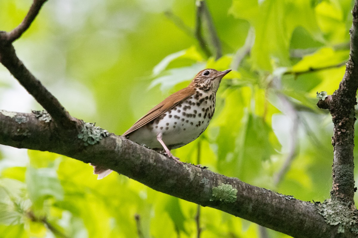 Wood Thrush - Cameron Johnson