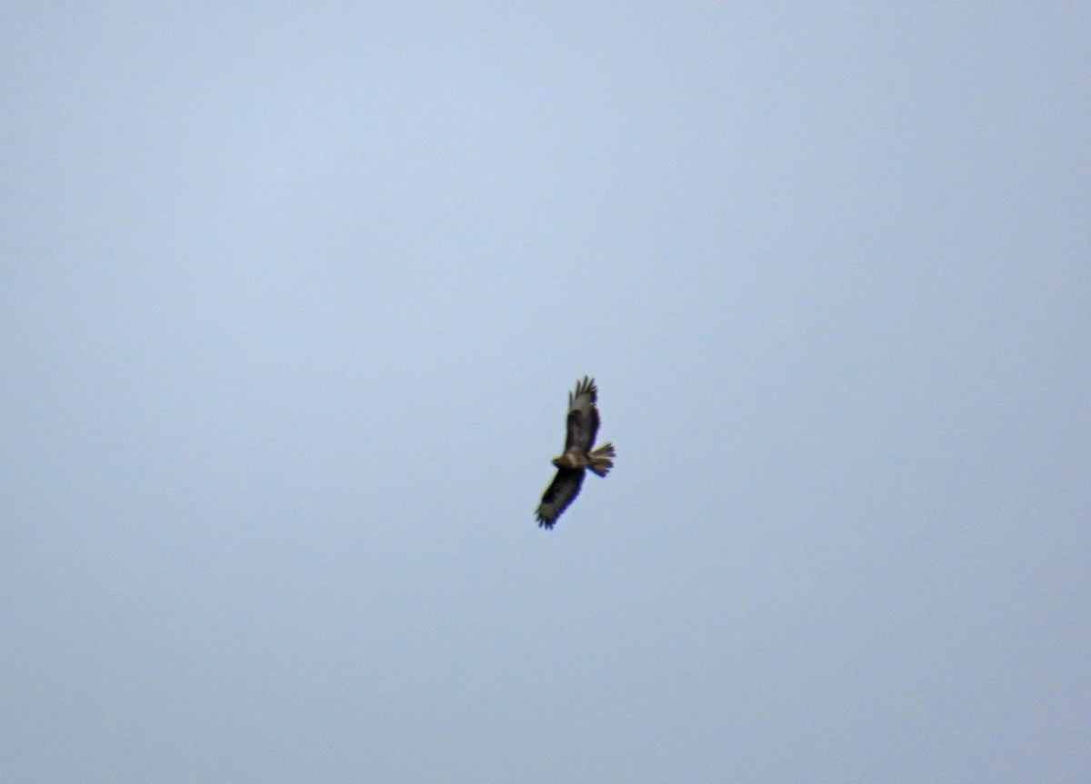 Common Buzzard - Francisco Javier Calvo lesmes