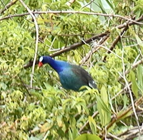 Purple Gallinule - Roland Family