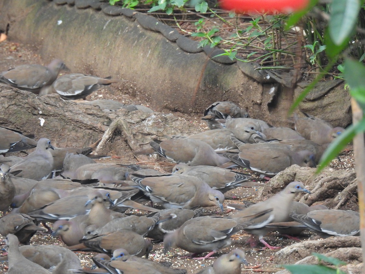 White-winged Dove - María Eugenia Paredes Sánchez