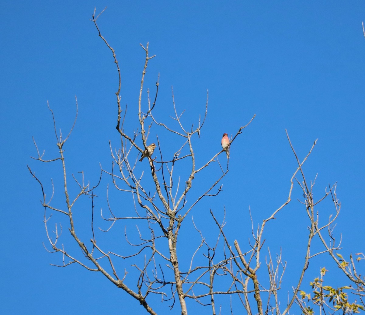 Purple Finch - Lisa Maier