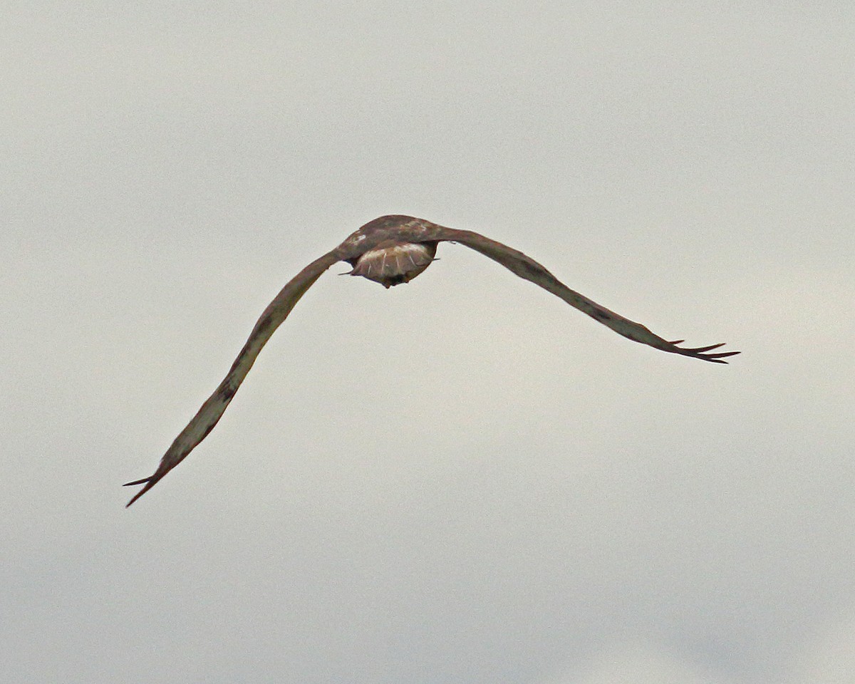 Swainson's Hawk - Keith Carlson