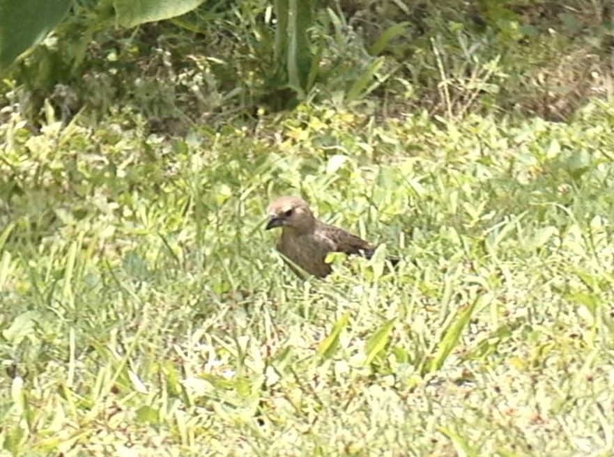 Brown-headed Cowbird - ML619502663