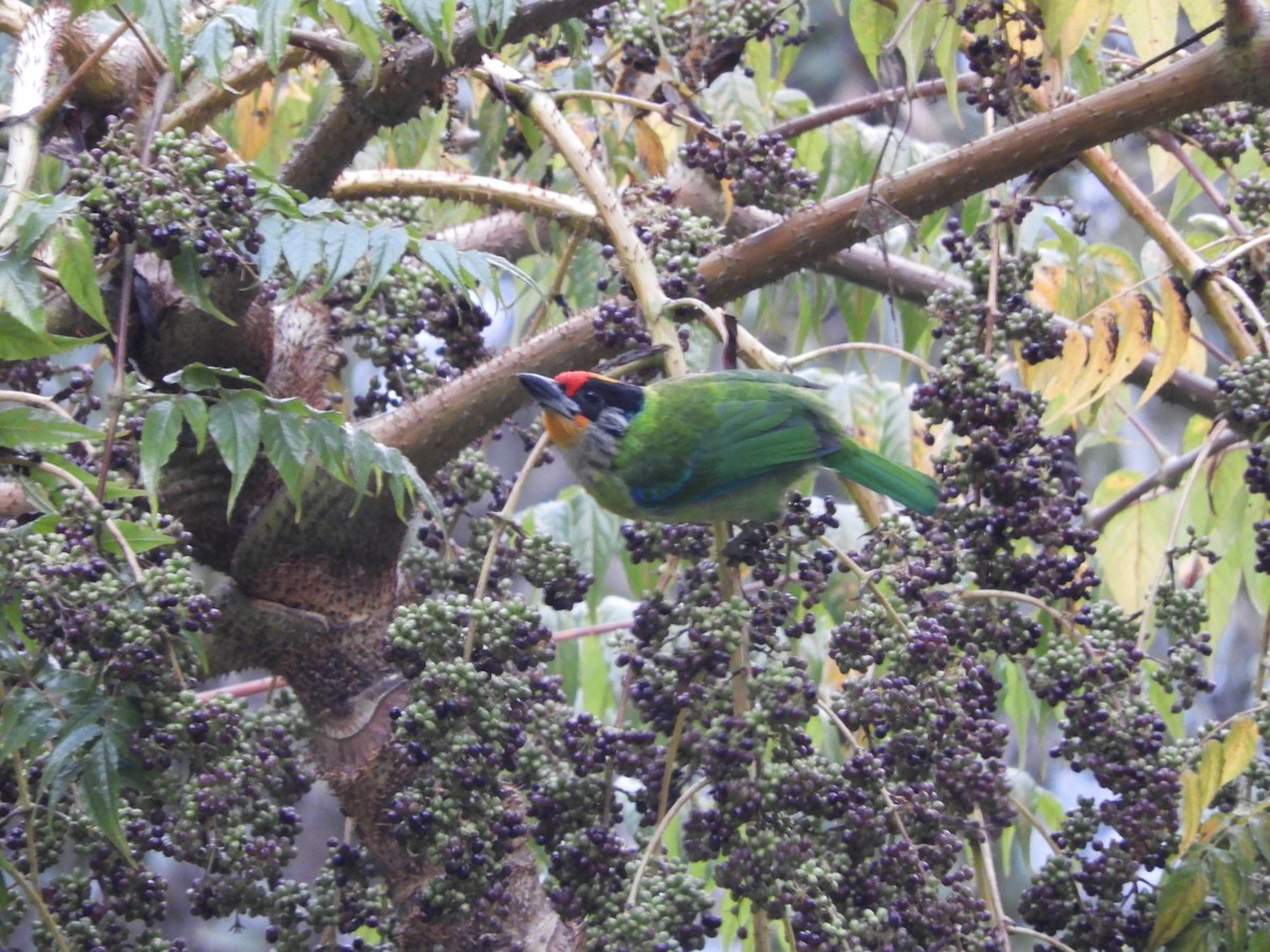 Golden-throated Barbet - ML619502670