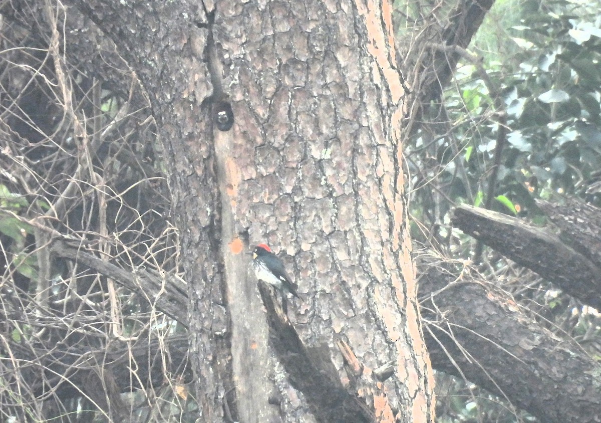 Acorn Woodpecker - María Eugenia Paredes Sánchez