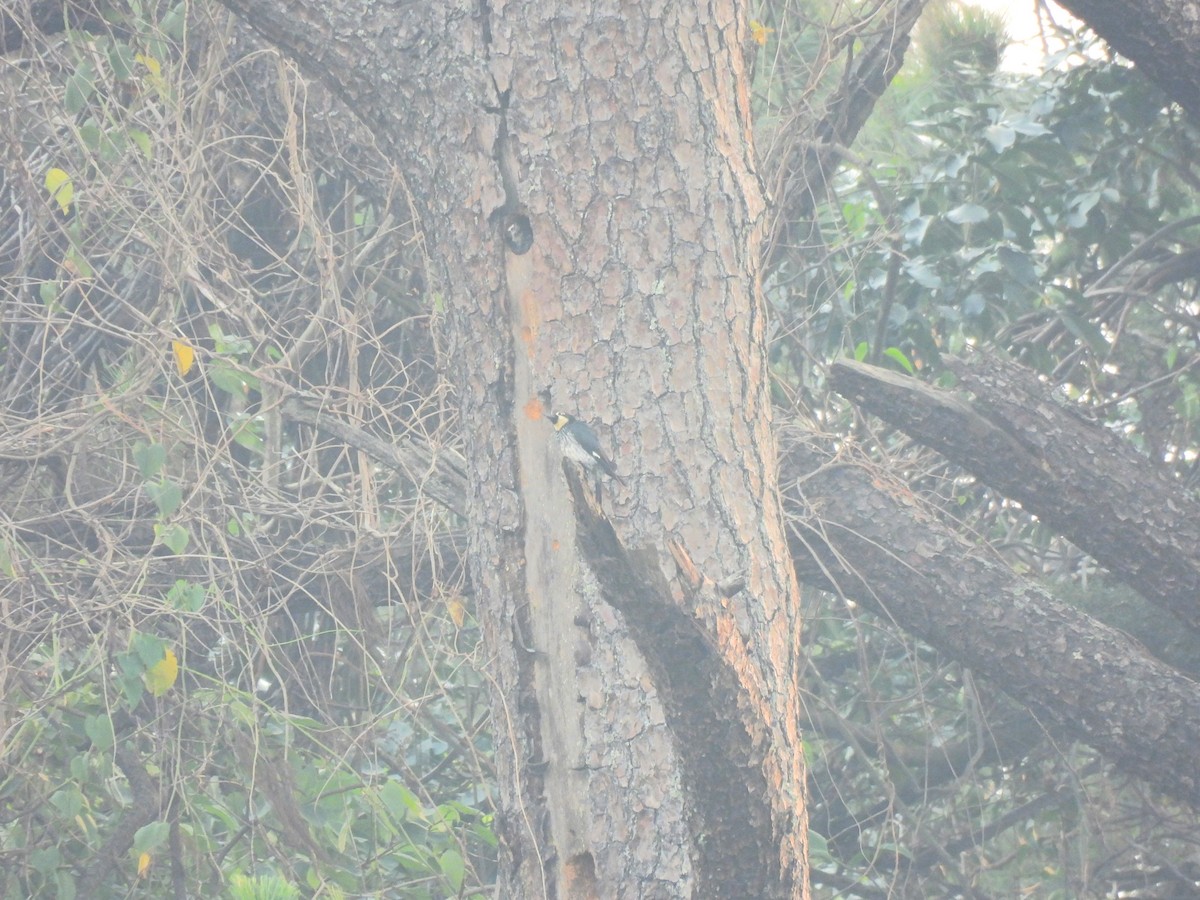 Acorn Woodpecker - María Eugenia Paredes Sánchez