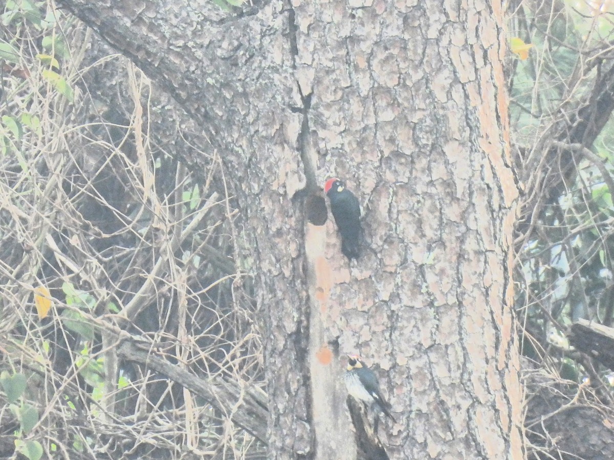 Acorn Woodpecker - María Eugenia Paredes Sánchez