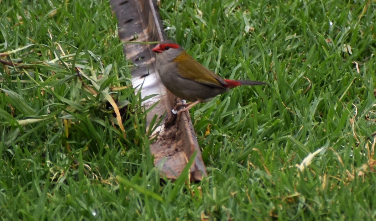 Red-browed Firetail - Robyn Falco