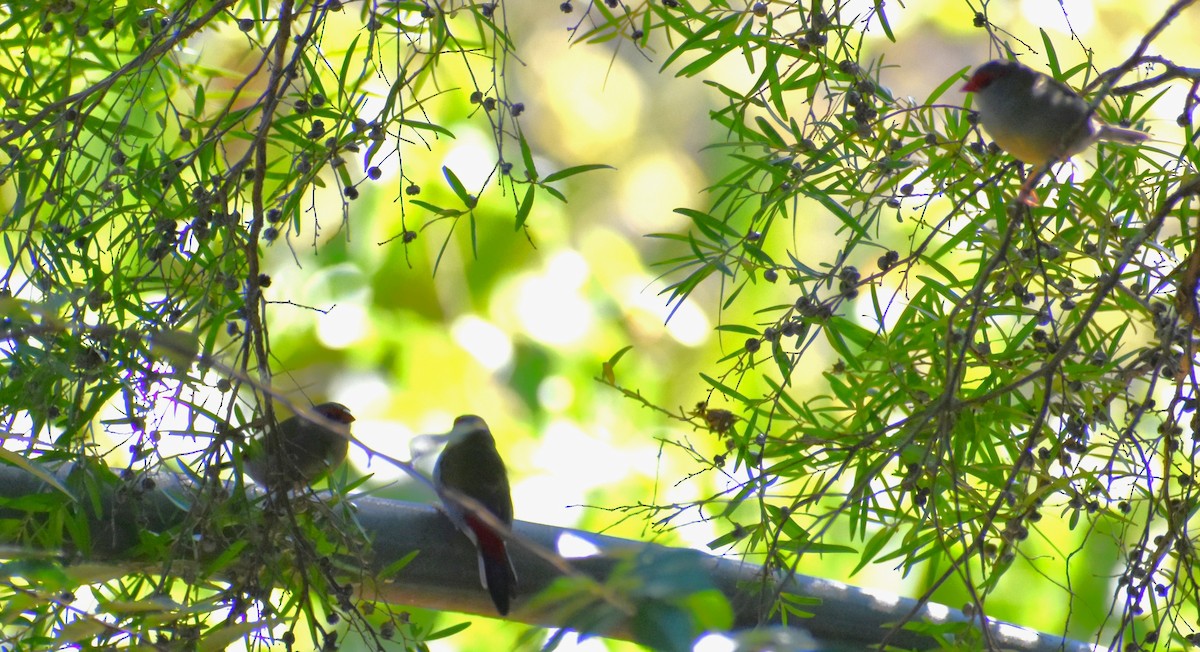 Red-browed Firetail - Robyn Falco