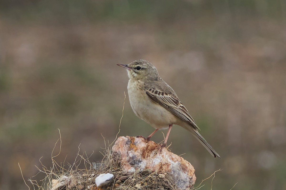 Tawny Pipit - Luis Manso