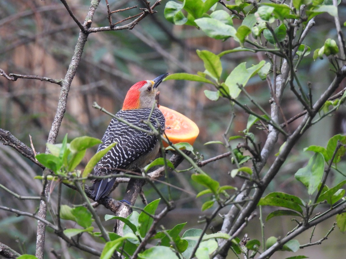 Golden-fronted Woodpecker - María Eugenia Paredes Sánchez