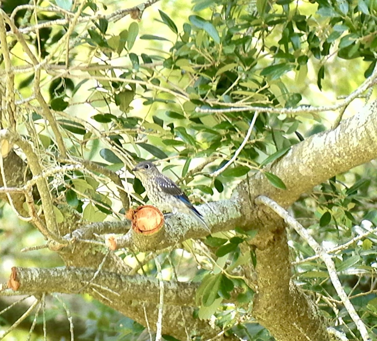 Eastern Bluebird - Roland Family