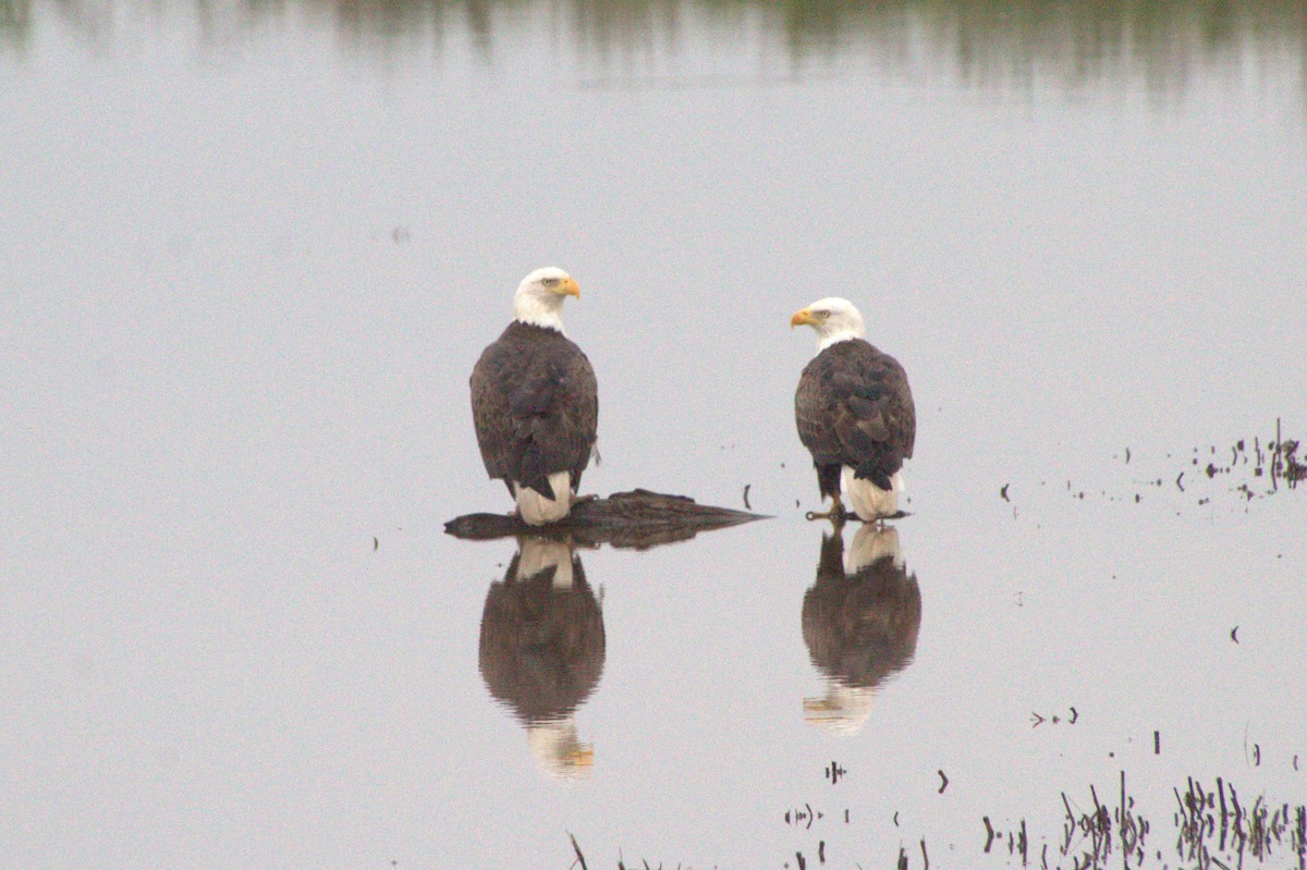 Bald Eagle - ML619502691