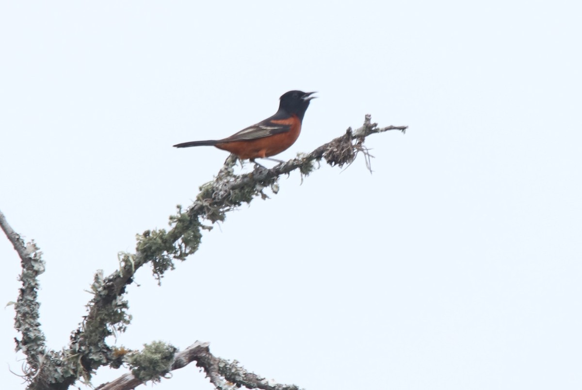 Orchard Oriole - Ruth King