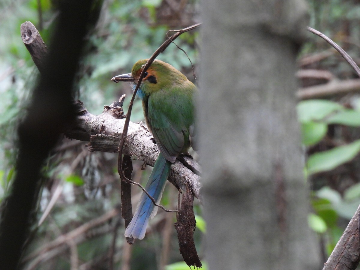 Blue-throated Motmot - María Eugenia Paredes Sánchez