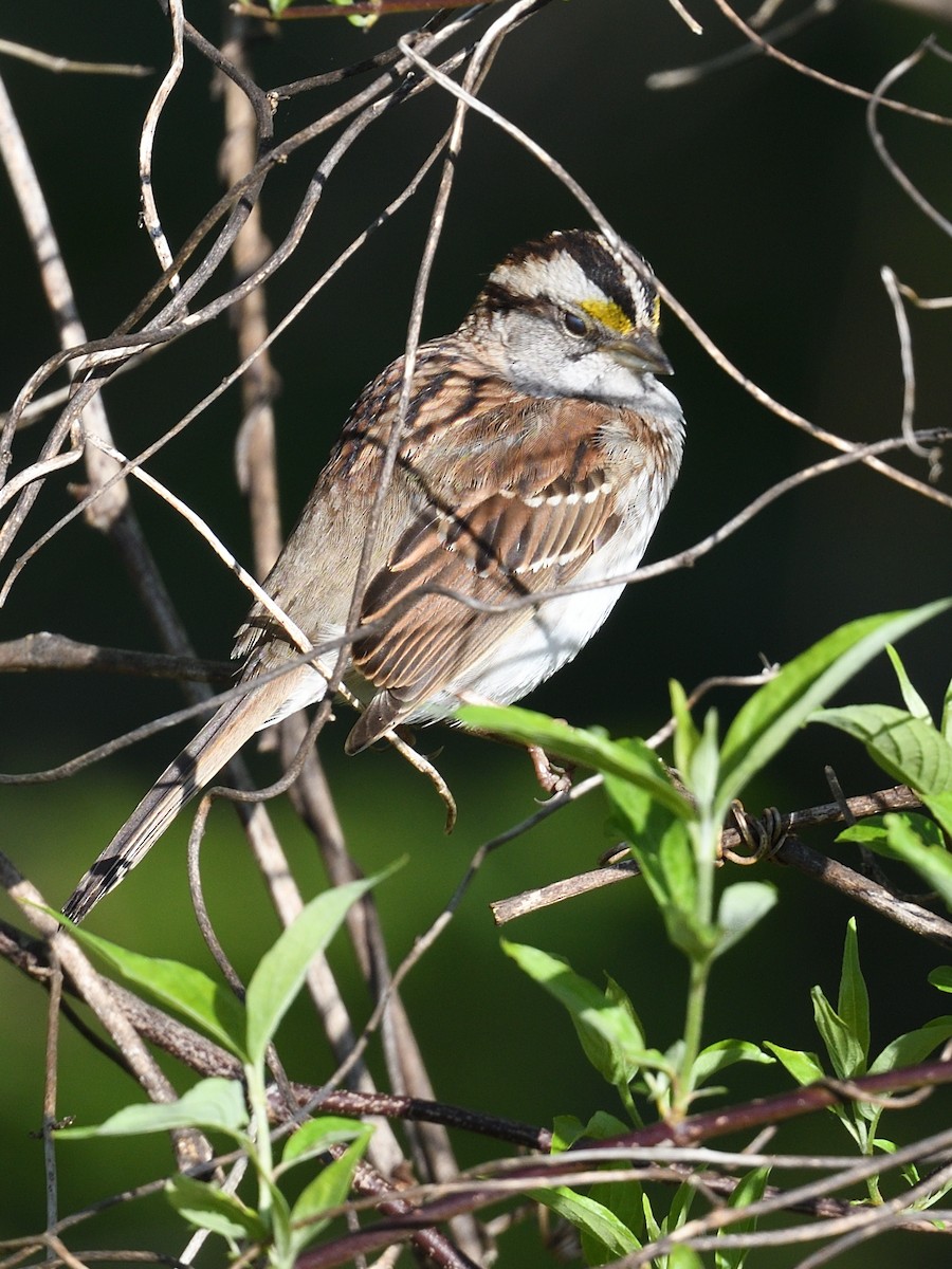 White-throated Sparrow - Colin Fisher