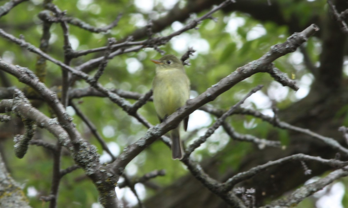 Yellow-bellied Flycatcher - Bruce Ferry