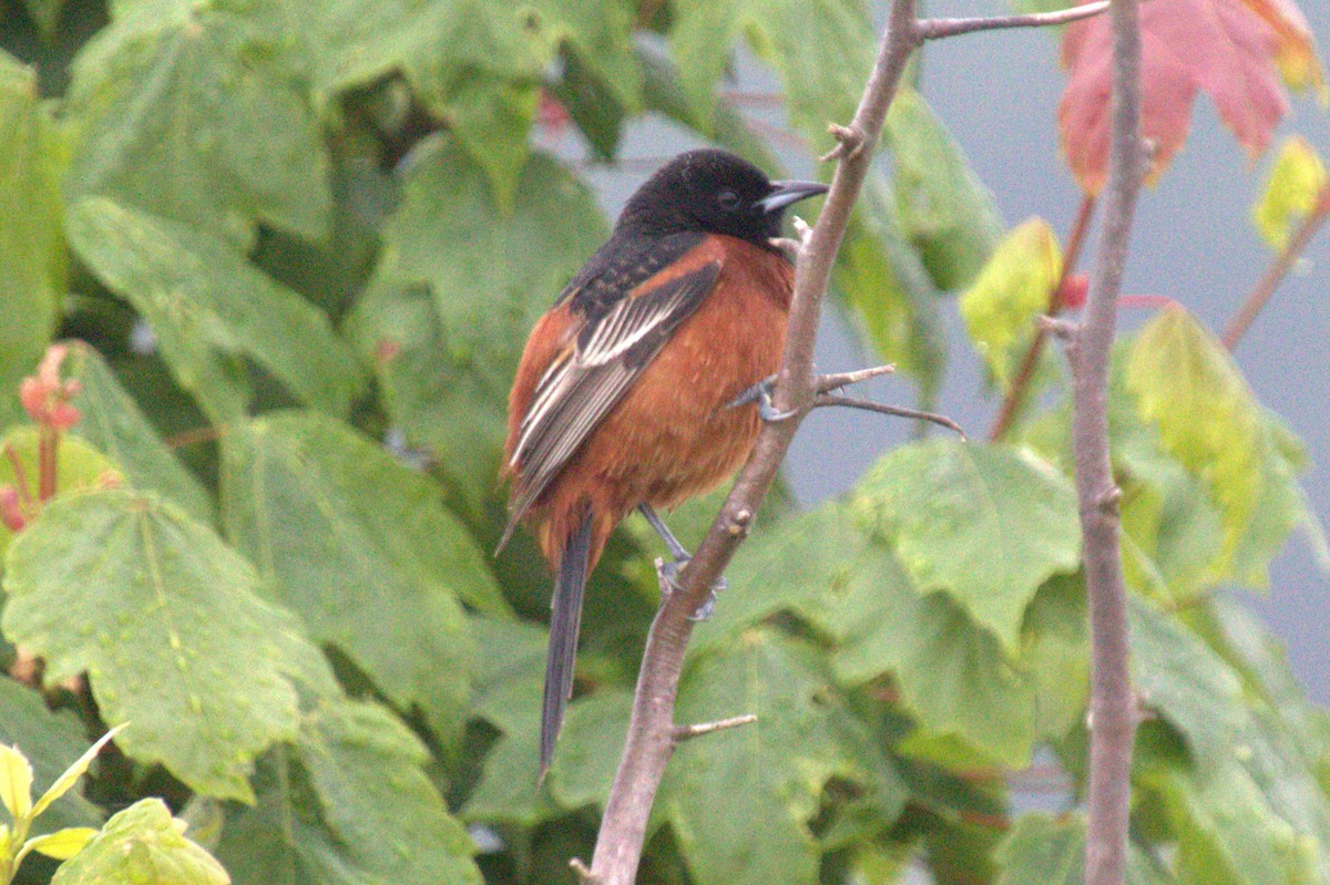 Orchard Oriole - Mike Holthaus