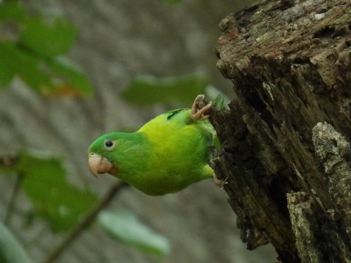 Orange-chinned Parakeet - Samantha Jean