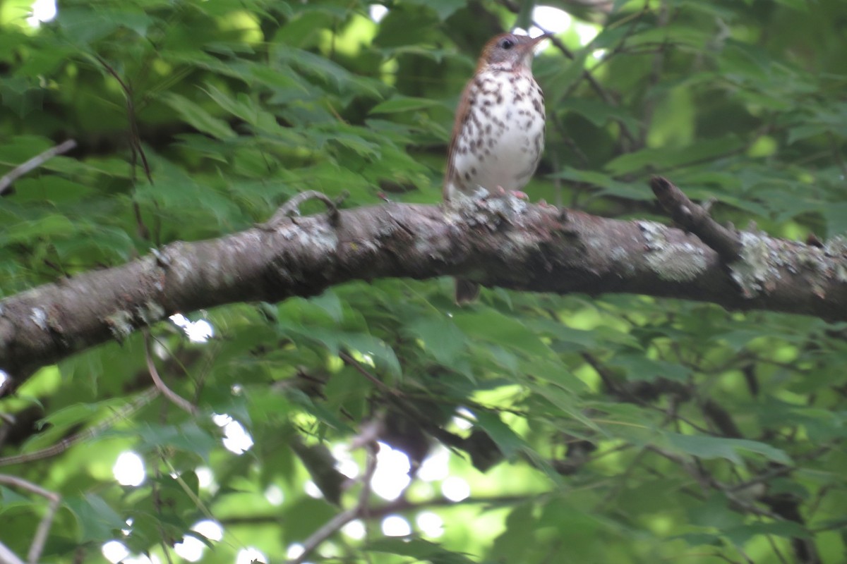 Wood Thrush - Terrell Tucker