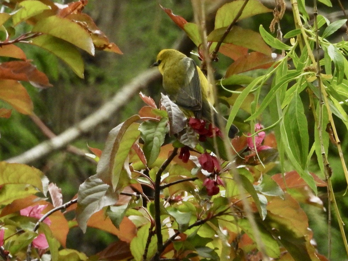 Blue-winged Warbler - Joy L