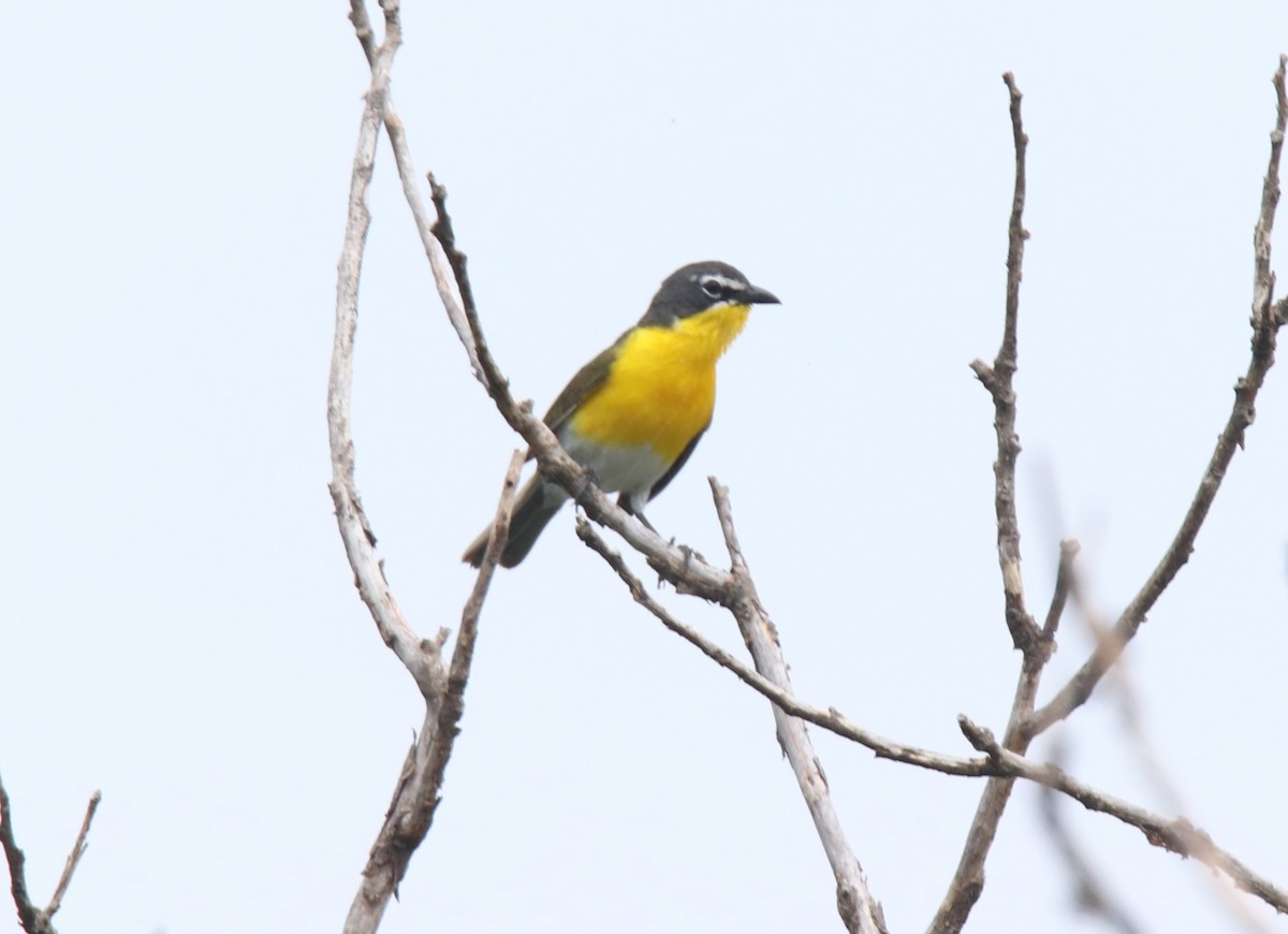 Yellow-breasted Chat - Ruth King