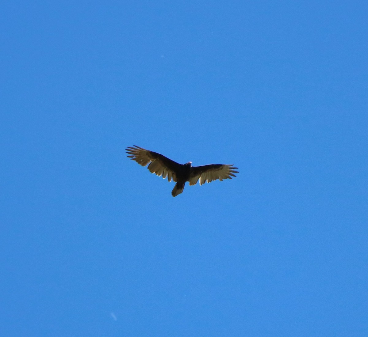 Turkey Vulture - Lisa Maier