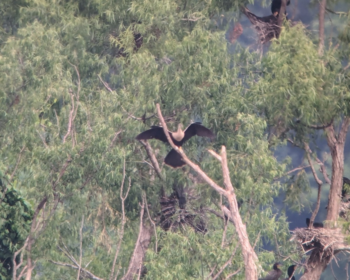 Anhinga - Daniel Redwine