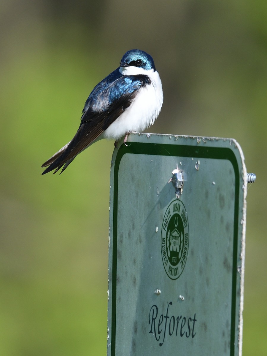 Tree Swallow - Colin Fisher