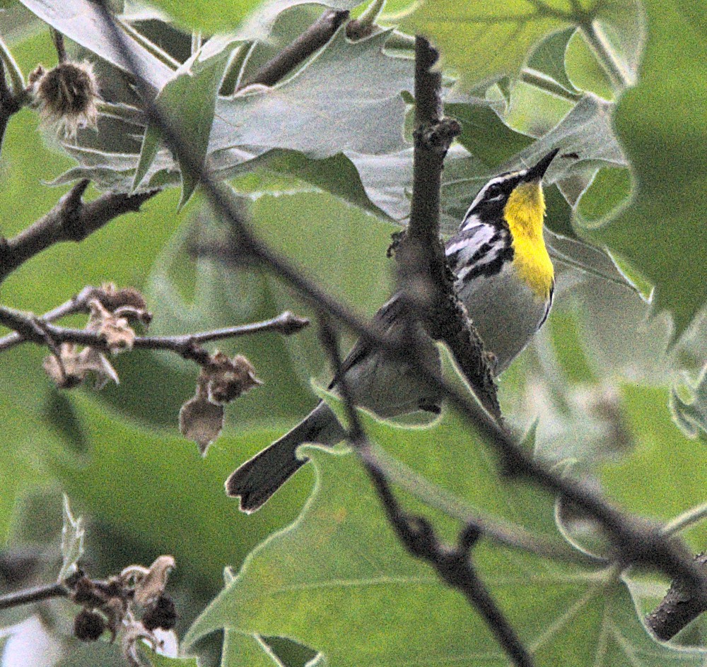 Yellow-throated Warbler - Kerry Loux