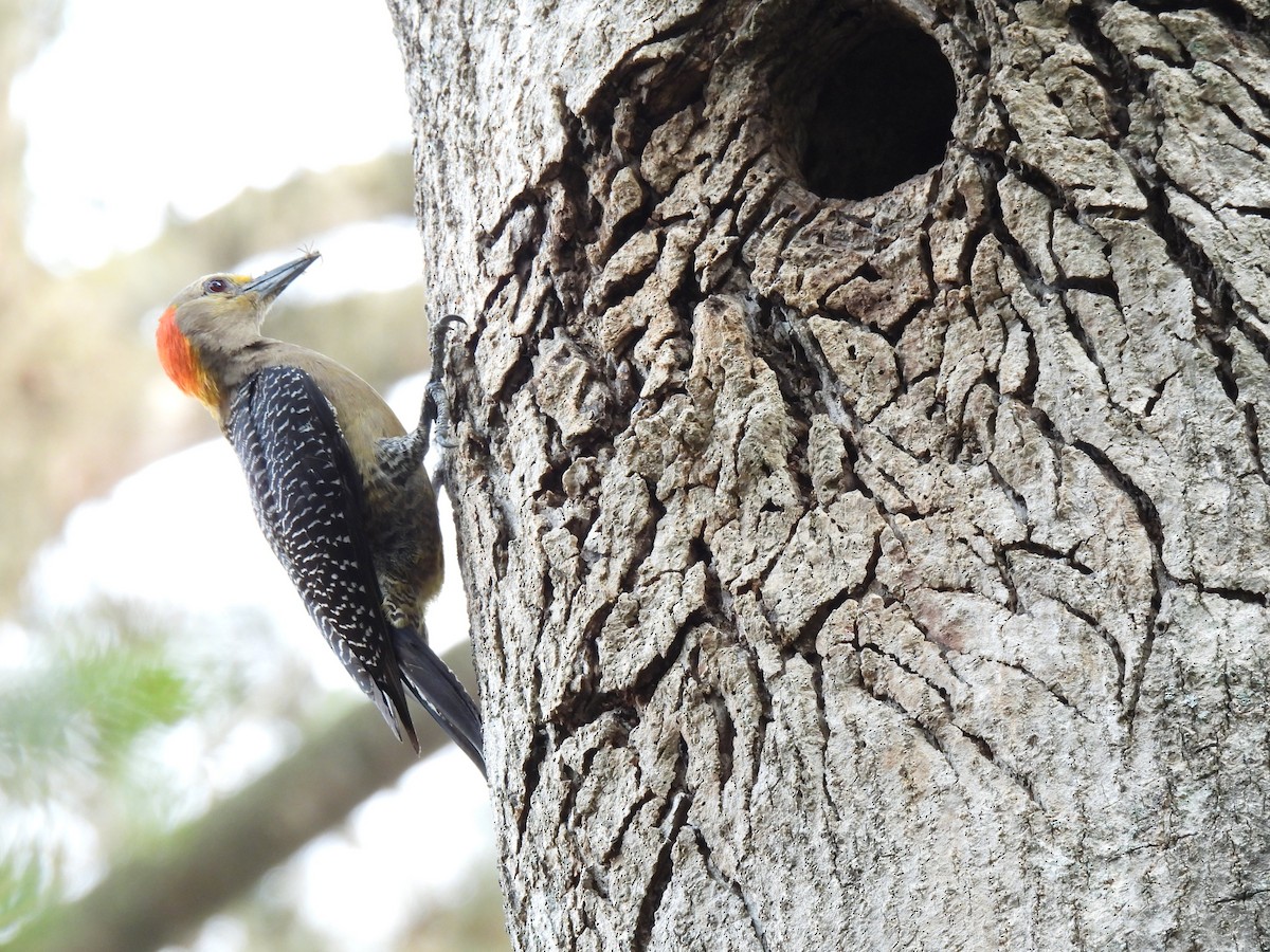 Golden-fronted Woodpecker - María Eugenia Paredes Sánchez