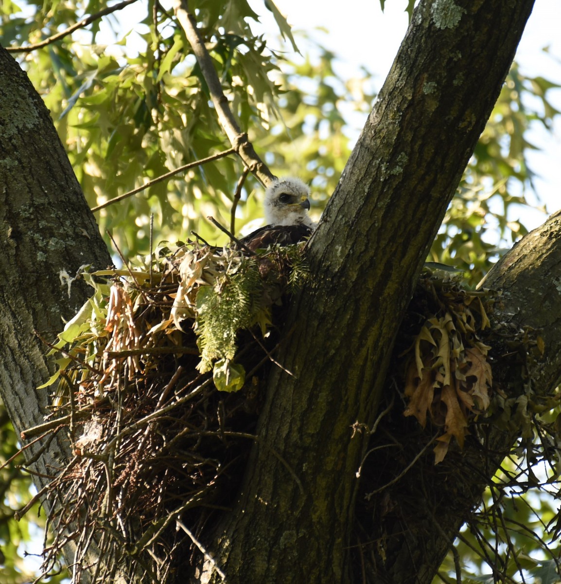 Red-shouldered Hawk - Dan Rauch